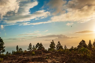 Manzaralı bulutlarla dramatik turuncu gün batımında uçan paraglider. Kahverengi çöl kayaları ve çam ağaçları. Yaz güneşi manzarasında paraşütle atlama. Dağlardaki Paraglide Gran Kanaryası, Kanarya Adaları, İspanya