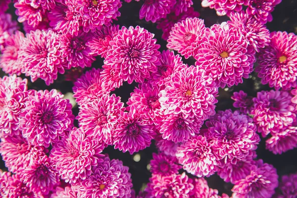 Chrysanthemen Blühen Garten Die Schönheit Der Herbstblumen Die Blüten Sind — Stockfoto