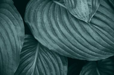 Büyük yeşil yapraklar. Zambak çiçeği. Yeşil yaprakların arkaplanı.