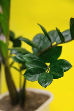 Zamiokulkas sarı arka planda beyaz bir tencerede. Sarı arka planda yeşil çiçek.