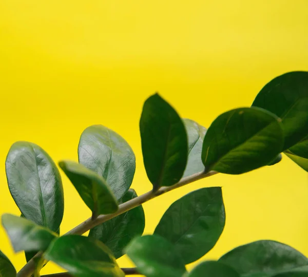 Zamiokulkas sobre un fondo amarillo. Flor verde sobre fondo amarillo. Florista. —  Fotos de Stock