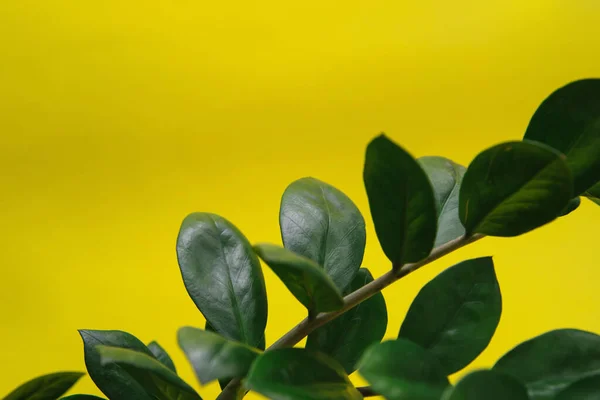 Zamiokulkas sobre un fondo amarillo. Flor verde sobre fondo amarillo. Florista. —  Fotos de Stock