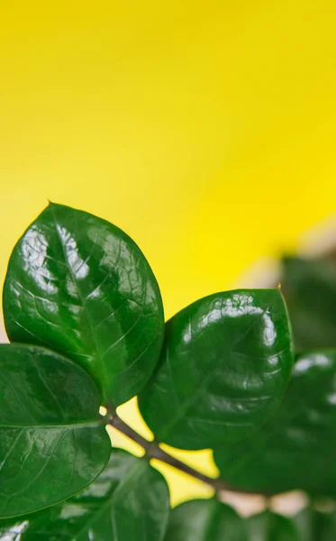 Zamiokulka Een Gele Achtergrond Groene Bloem Een Gele Achtergrond Bloemrijk — Stockfoto