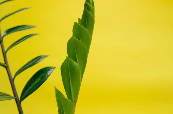 Zamiokulkas sobre un fondo amarillo. Flor verde sobre fondo amarillo. Florista. —  Fotos de Stock