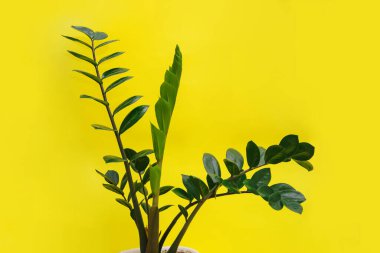 Sarı arka planda Zamiokulkas. Sarı arka planda yeşil çiçek. Çiçekçi. Asgari konsept.