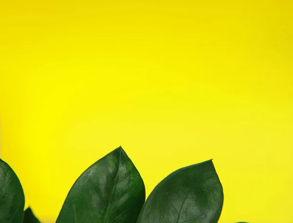 Zamiokulkas sobre un fondo amarillo. Flor verde sobre fondo amarillo. Florista. Concepto mínimo. —  Fotos de Stock