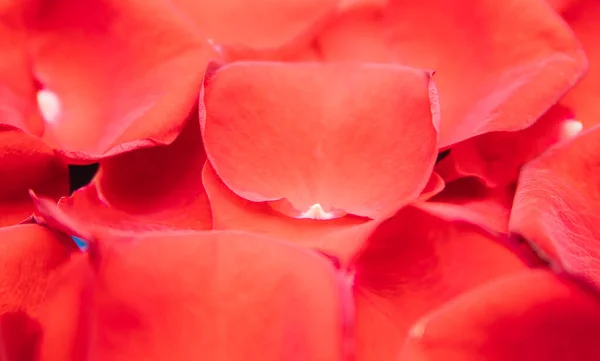 Rote Rosenblätter Aus Nächster Nähe Blumenarrangements Florale Textur Und Hintergrund — Stockfoto