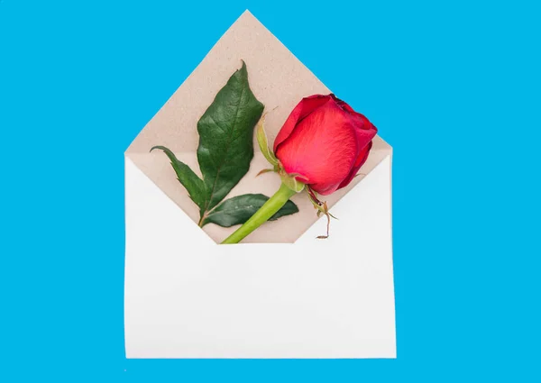 Red rose in a white envelope on a blue background. Gift for March 8 and Valentine\'s day. A letter with a flower.