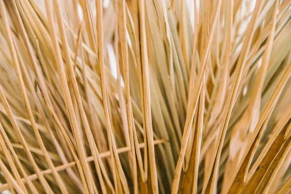 Trockene Palmblätter Aus Nächster Nähe Die Textur Des Blattes Natürliche — Stockfoto
