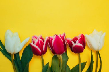 Pembe ve beyaz laleler sarı arka planda bir sırada uzanıyorlar. Metin için boş alan. 8 Mart Sevgililer Günü bayramı konsepti. Bir tebrik kartı..