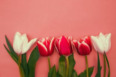 Pembe ve beyaz laleler pembe arka planda bir sırada uzanıyorlar. 8 Mart Sevgililer Günü bayramı konsepti..