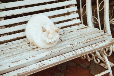Beyaz tüylü bir kedi bankta oturuyor. Sokak kedisi sokakta oturuyor. Kedi üşüdü ve ısınıyor..