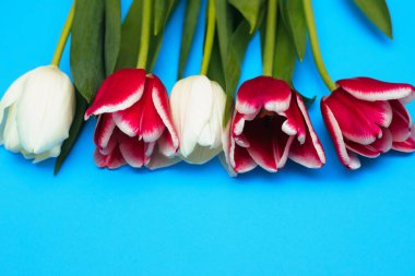 Pembe ve beyaz laleler mavi arka planda bir sırada uzanıyorlar. 8 Mart Sevgililer Günü bayramı konsepti. Bir tebrik kartı. Sulu yeşil yapraklar..