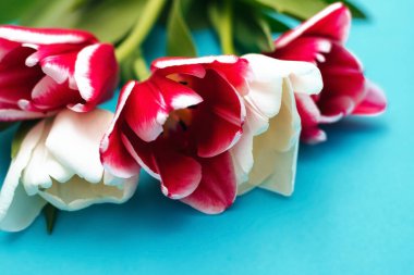 Mavi arka planda pembe ve beyaz laleler. Güzel bir şenlik buketi. 8 Mart ve Sevgililer Günü için kartpostal.