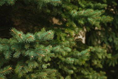 Noel ağacının yeşil dallarının dokusu. Kozalaklı ağaç. Noel ve Yeni Yıl 'ın sembolü. Dalların doğal arkaplanı.
