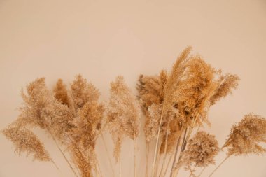 Bej bir arka planda sazlıklar. Kabarık püsküllü pompalar. Reed 'in arka planı panikledi. Doğal dokular. Eğilim 2021.