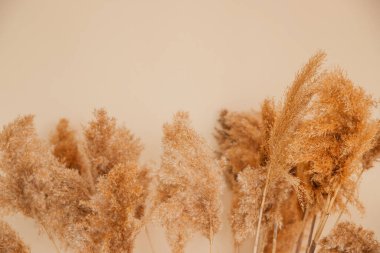 Bej bir arka planda sazlıklar. Kabarık püsküllü pompalar. Reed 'in arka planı panikledi. Doğal dokular. Eğilim 2021.