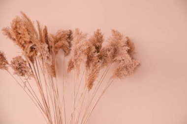Bej bir arka planda sazlıklar. Kabarık püsküllü pompalar. Reed 'in arka planı panikledi. Doğal dokular. Eğilim 2021.