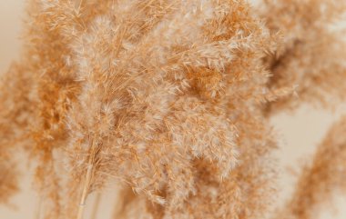 Bej bir arka planda sazlıklar. Kabarık püsküllü pompalar. Reed 'in arka planı panikledi. Doğal dokular. Eğilim 2021.