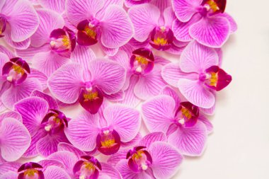 Beyaz arka planda orkide çiçeği. Çiçekler mor renktedir. Narin ve güzel bir şişkinlik. Metin için boş alan. Çiçek arkaplan ve doku.