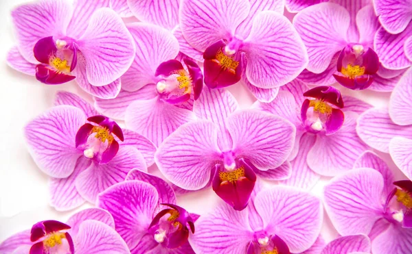 Beyaz Arka Planda Orkide Çiçeği Çiçekler Mor Renktedir Narin Güzel — Stok fotoğraf