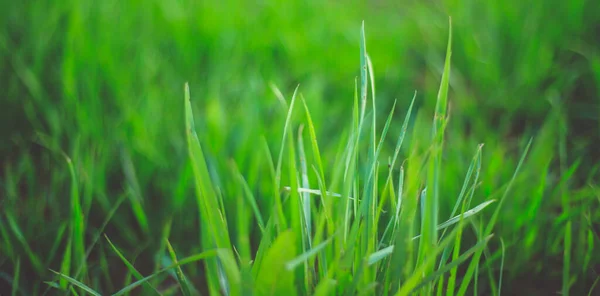 Grünes Frisches Und Saftiges Gras Aus Nächster Nähe Sommer Hintergrund — Stockfoto