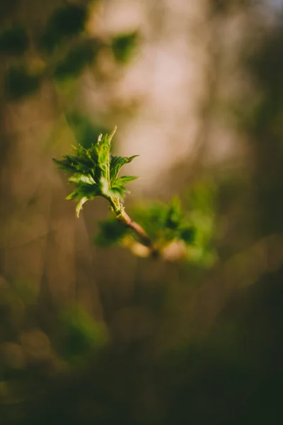 Les Feuilles Vertes Fleurissent Sur Branche Printemps Année Beau Fond — Photo