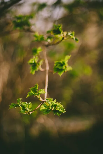 Grüne Blätter Blühen Auf Einem Zweig Frühling Jahr Schöne Hintergrundunschärfe — Stockfoto