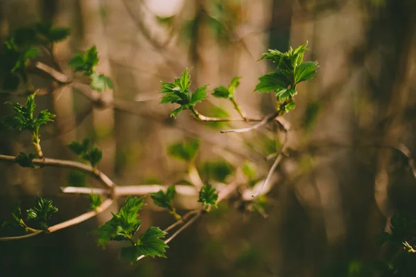 Grüne Blätter Blühen Auf Einem Zweig Frühling Jahr Schöne Hintergrundunschärfe — Stockfoto