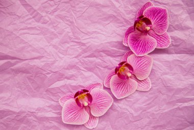 Pembe buruşuk arka planda orkide çiçekleri. Tishyu ambalaj kağıdının arka planı. Güzel ve narin bir doku. 8 Mart için kartpostal.