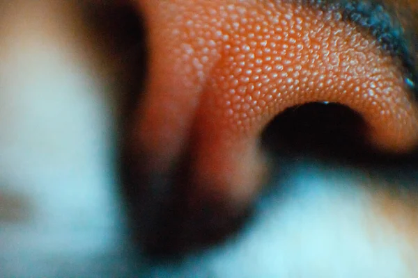 Cat Nose Close Macro Photography Warm Brown Color Pore Texture — ストック写真