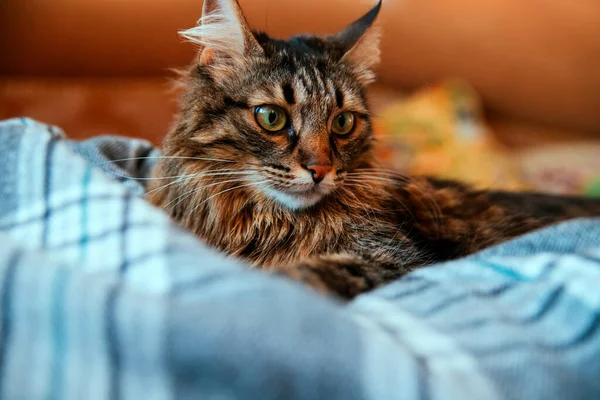 복슬복슬 고양이는 시선을 돌리며 부드러운 — 스톡 사진