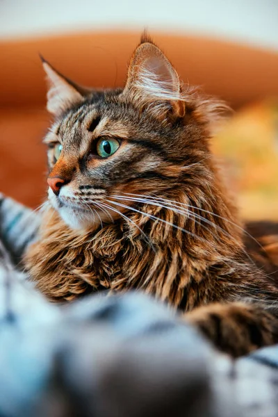 복슬복슬 고양이는 시선을 돌리며 부드러운 — 스톡 사진