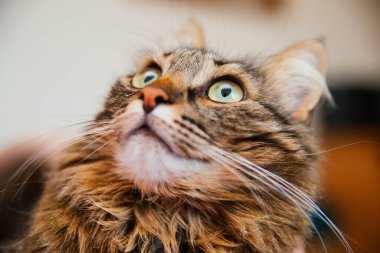 Yumuşak bir kedinin ağızlığı yakından yukarı bakıyor. Evcil hayvanınıza iyi bakın..