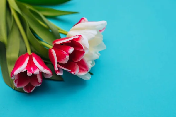 Bouquet Tulipes Roses Blanches Sur Fond Bleu Beau Bouquet Festif — Photo