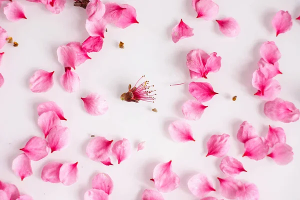 Pfirsichblütenblätter Sind Auf Weißem Hintergrund Verstreut Natürliche Textur Das Konzept — Stockfoto