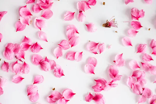 Les Pétales Fleur Pêche Rose Sont Éparpillés Sur Fond Blanc — Photo
