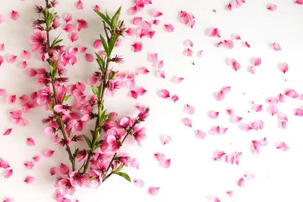 Zweige Mit Pfirsichblüten Auf Weißem Hintergrund Pinkfarbene Blümchen Frühlings Grußkarte — Stockfoto