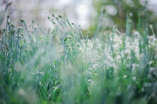 Die Sonnenstrahlen Fallen Auf Das Sattgrüne Gras Natürliche Textur Und — Stockfoto