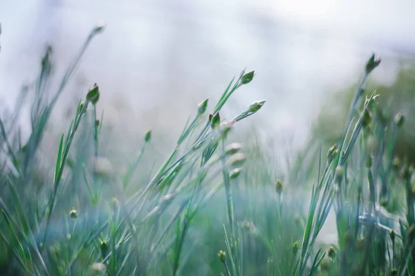 Die Sonnenstrahlen Fallen Auf Das Sattgrüne Gras Natürliche Textur Und — Stockfoto