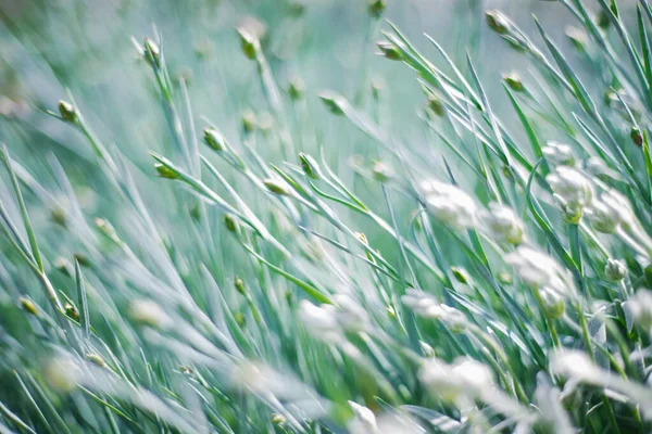 Die Sonnenstrahlen Fallen Auf Das Sattgrüne Gras Natürliche Textur Und — Stockfoto