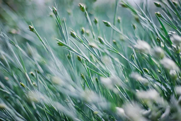 Die Sonnenstrahlen Fallen Auf Das Sattgrüne Gras Natürliche Textur Und — Stockfoto