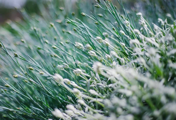 Die Sonnenstrahlen Fallen Auf Das Sattgrüne Gras Natürliche Textur Und — Stockfoto