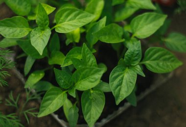 Biber tohumları yakın plan. Bahar mevsiminde bahçıvanlık ve bahçe işleri. Serada yeşiller..