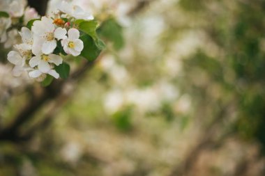 Bir elma ağacının çiçek açan dalları. Bahçede bir ağaç. Arka planda güzel bir bulanıklık.