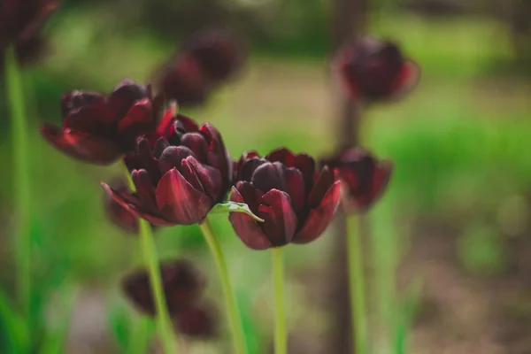 Nahaufnahme Kastanienbrauner Tulpen Frühling Blühen Garten Blumen Schöne Landschaft — Stockfoto