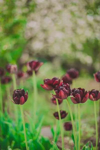 Maronenbraune Tulpen Auf Dem Hintergrund Blühender Bäume Frühling Wachsen Garten — Stockfoto