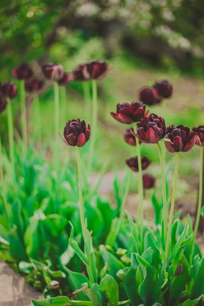 Maronenbraune Tulpen Auf Dem Hintergrund Blühender Bäume Frühling Wachsen Garten — Stockfoto