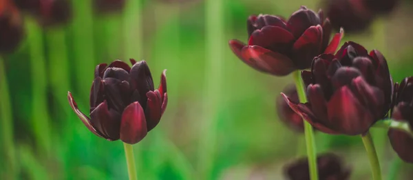 Egy Közeli Kép Gesztenyebarna Tulipánról Tavasszal Virágok Nőnek Kertben Gyönyörű — Stock Fotó