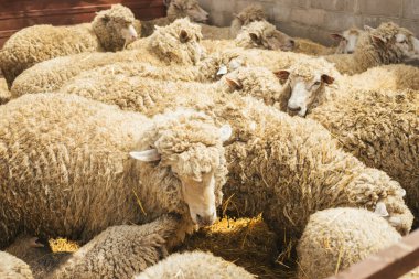 Bir koyun sürüsü ahırda duruyor. Çiftçilik, koyun yetiştiriciliği. Bir koyun sürüsü birbirine yakın duruyor..